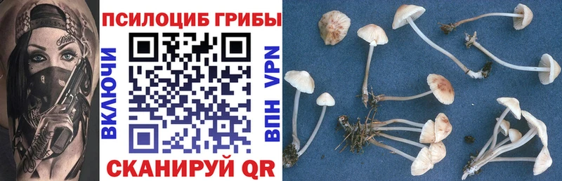 купить наркотики цена  Нестеровская  Псилоцибиновые грибы Psilocybe 
